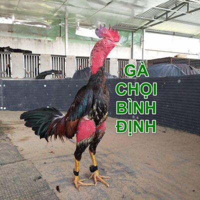Gà chọi Bình Định