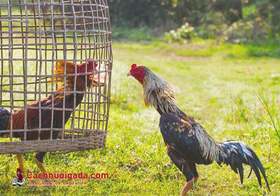 Gà chọi đẹp nhất thế giới gà chọi Thái Lan