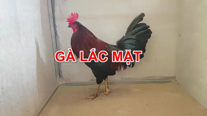 Gà lắc mặt là gì