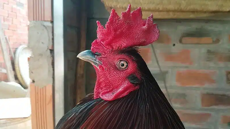 Nguyên nhân gà lắc mặt lắc đầu chưa được kết luận rõ ràng