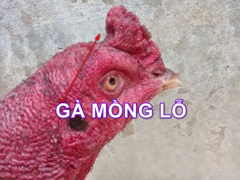 Gà Mồng Lỗ Tốt Hay Xấu?