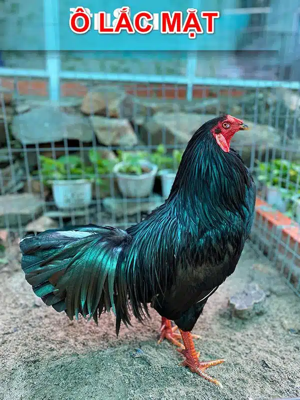 Gà ô lắc mặt rất nhiều sư kê mong muốn sở hữu