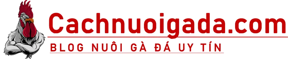 Cách nuôi gà chọi