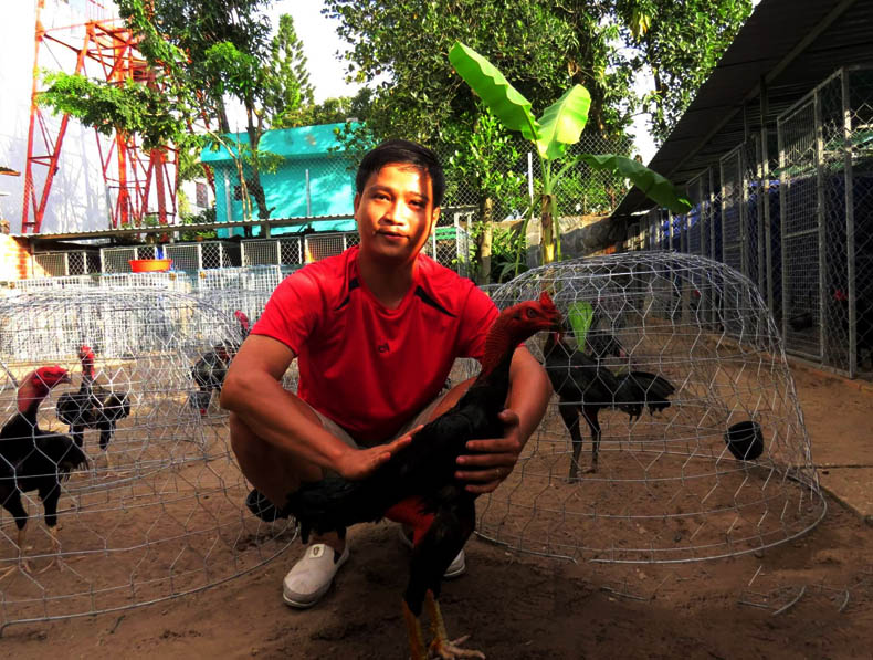 Anh Phạm Thanh Việt, chủ trại gà nòi Ba Bảo Bình Định (huyện Củ Chi, TP HCM) với con gà nòi đòn gây giống. Ảnh: Trần Đáng.