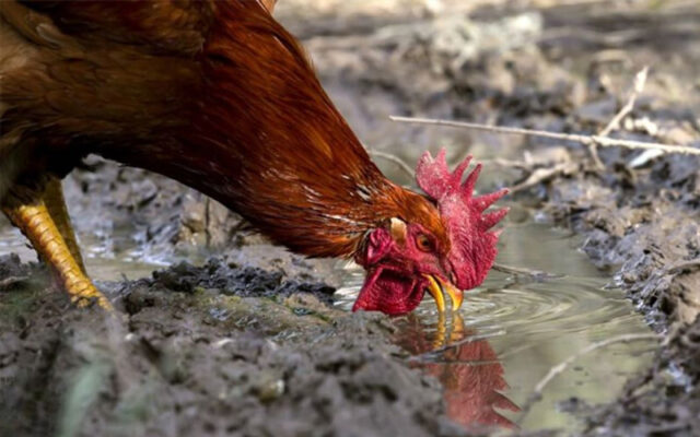 Phương pháp điều trị cho gà chọi uống nhiều nước