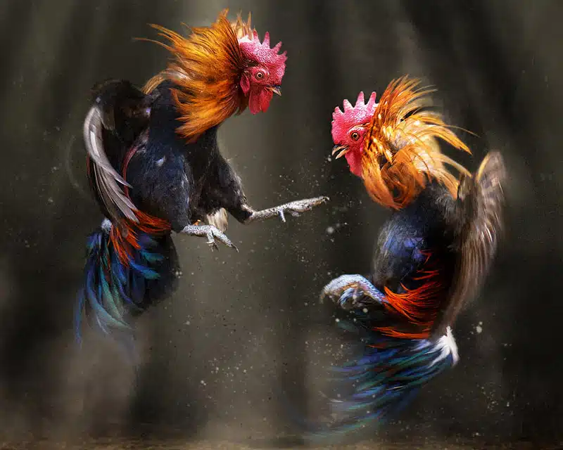 Các loại thuốc đá gà bịp phổ biến nhất