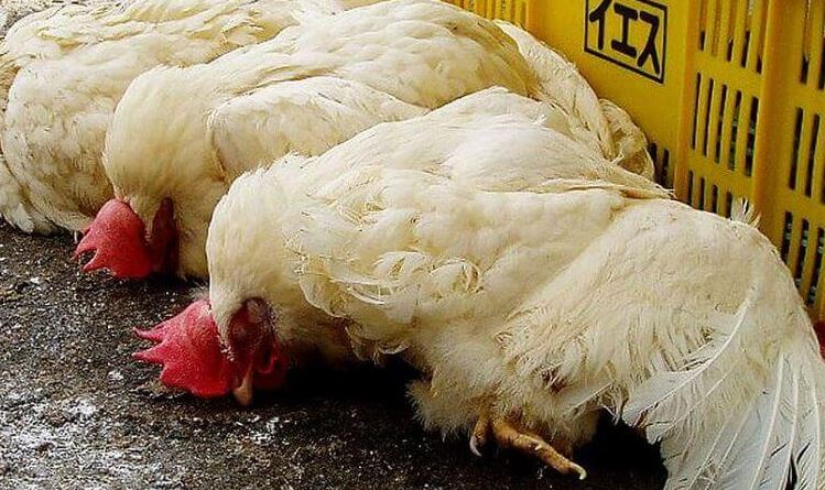 Bệnh gà rù: Dấu hiệu nhận biết
