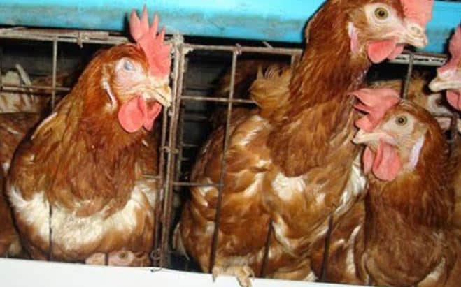 Điều Trị Bệnh Coryza Trên Gà