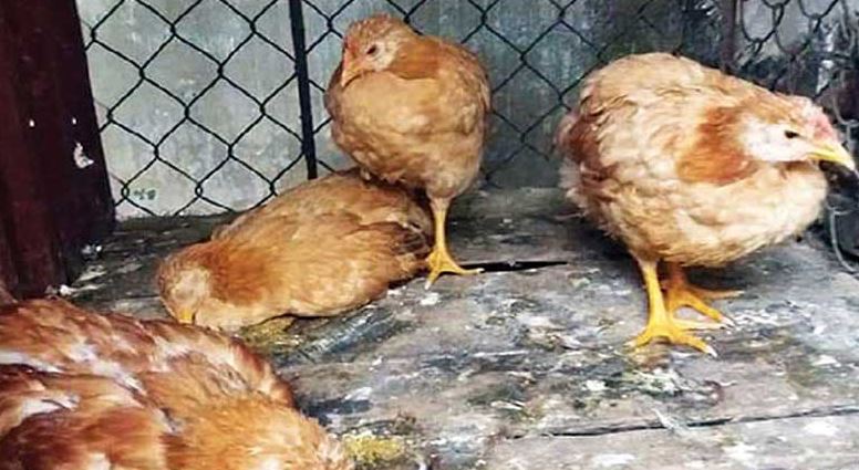 Nguyên nhân gây bệnh phân xanh ở gà
