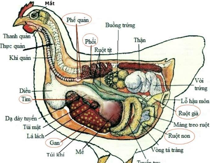Cách phòng bệnh tụ huyết trùng ở gà