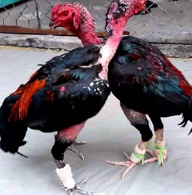 Các bệnh thường gặp ở gà chọi
