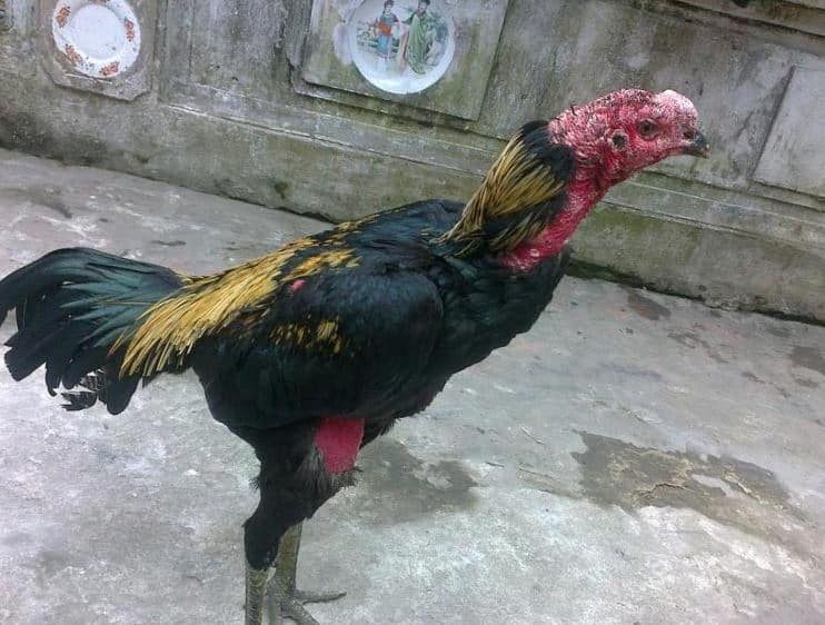 Gà đá bị yếu chân