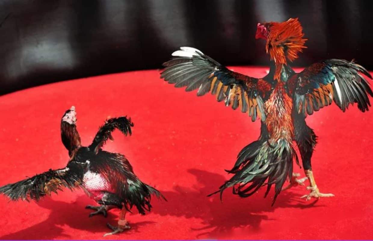 Đặc Điểm Gà Chọi C1