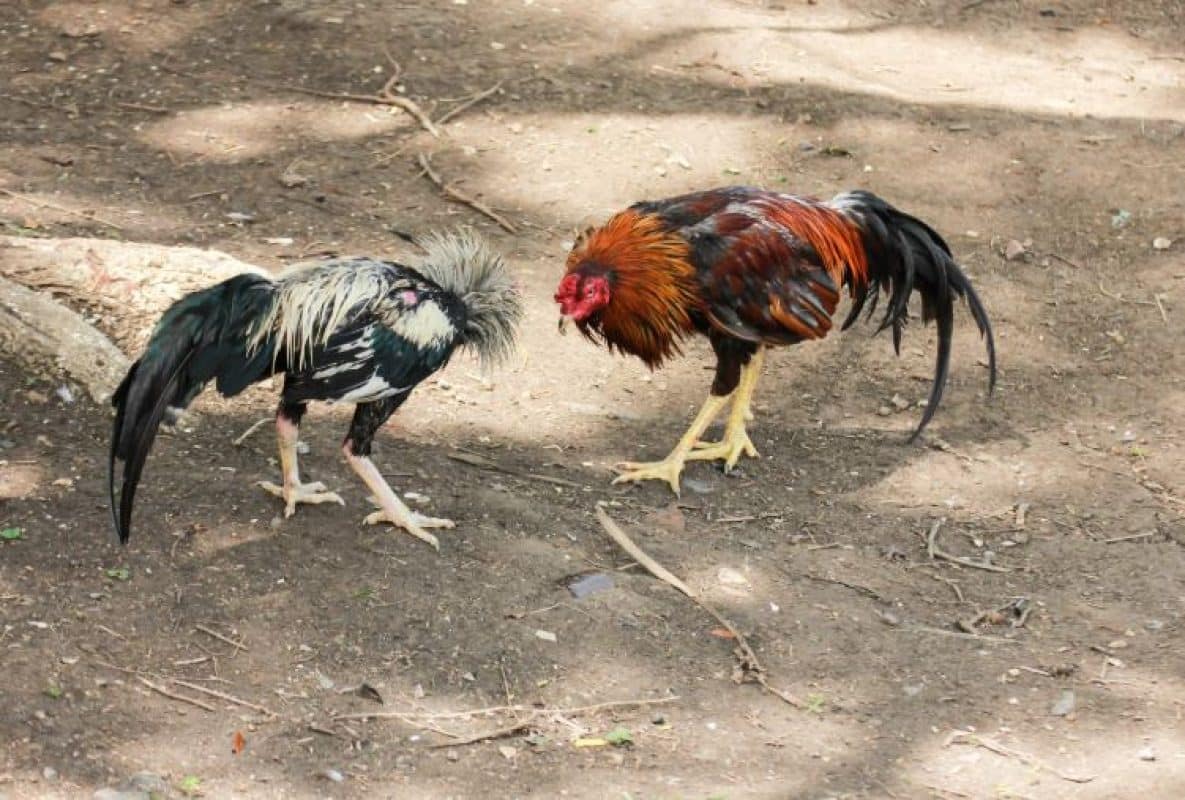Phương Pháp Huấn Luyện